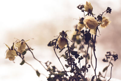 Close-up of wilted roses plant