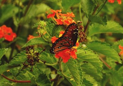 Close-up of butterfly pollinating on plant