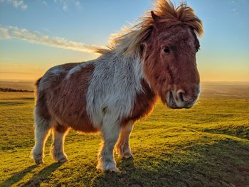 Horse standing on field during sunset