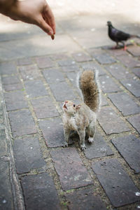 High angle view of a squirrel