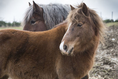 Horse standing in a field