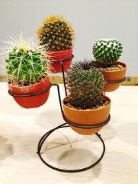 Close-up of potted plants