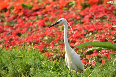 View of a bird on grass