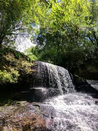 Scenic view of waterfall in forest