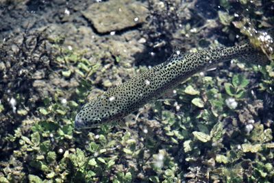 High angle view of lizard