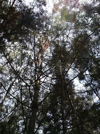 Low angle view of trees in forest against sky