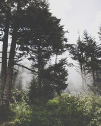 Trees in forest