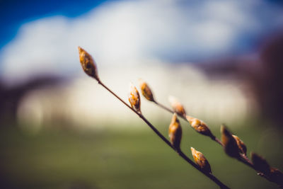 Close-up of flowers