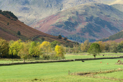 Scenic view of rural landscape