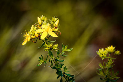 Close-up of yellow flowering plant