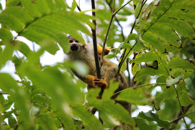 Low angle view of squirrel on tree