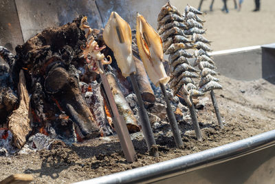 High angle view of dead fish