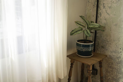 Potted plant on window