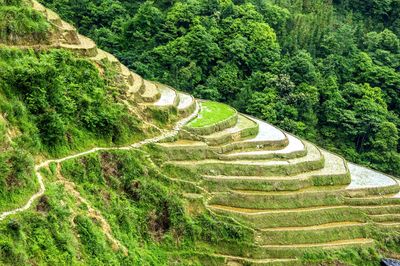 High angle view of terraced field