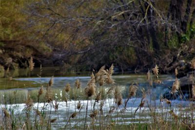 The river segura.