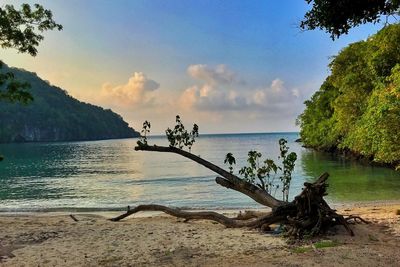 Scenic view of beach against sky