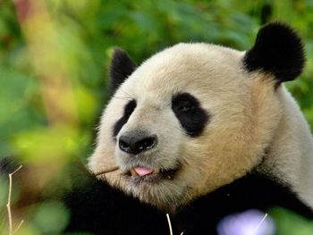 Close-up of a panda 