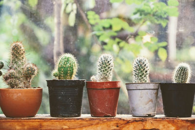 Close-up of potted cactus plants in yard