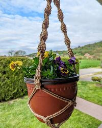plant