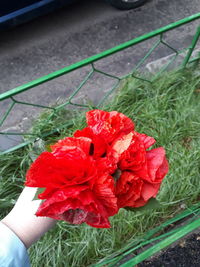 Close-up of hand holding red flower