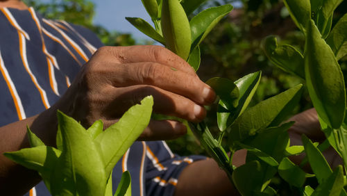 Close-up of hand holding leaves