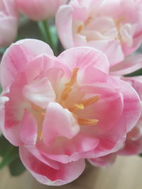 Close-up of pink roses