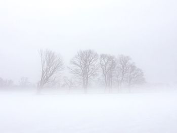 Bare trees on snow covered field
