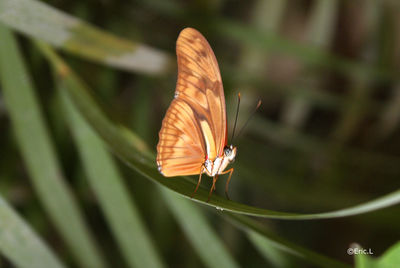 Close-up of butterfly perching on leaf