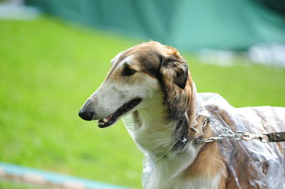 Close-up of dog looking away