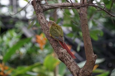 Close-up of bird perching on branch