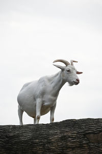 Horse standing on wood against clear sky