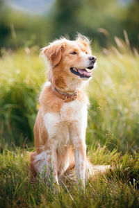 Dog looking away on field