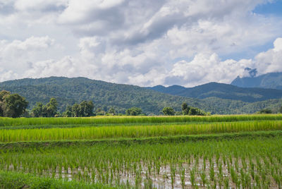 Scenic view of rice paddy against cloudy sky