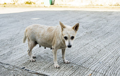 Portrait of dog standing on wood