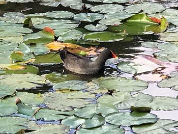 High angle view of lotus water lily in lake