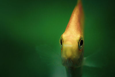Close-up macro shot  of an  angel fish swimming 