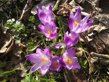 Close-up of purple crocus blooming outdoors