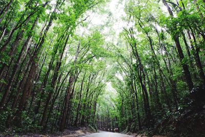 View of bamboo trees in forest