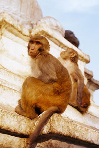 Low angle view of monkey sitting on rock against sky