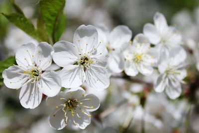 Close-up of white flowers