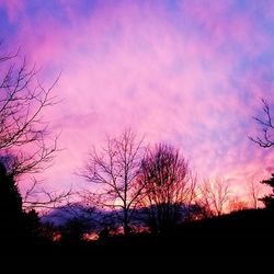 Silhouette of bare trees at sunset