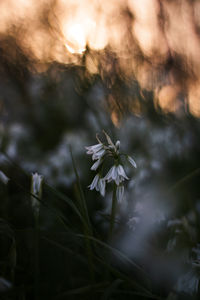 Close-up of white flowering plant