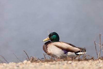 Side view of duck