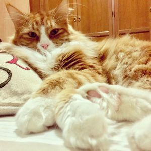 Close-up of cat relaxing on bed at home