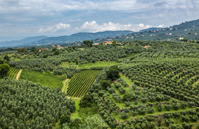 Scenic view of agricultural field against sky