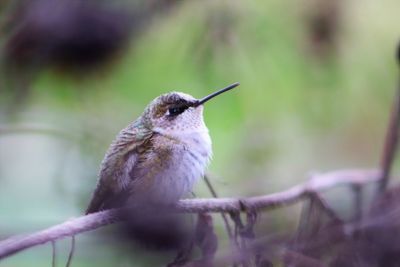 Close-up of bird perching on plant