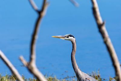 High angle view of gray heron on tree against sky