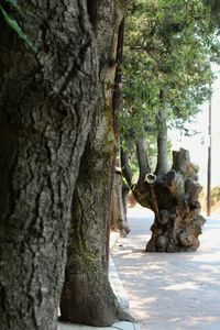 Close-up of tree trunk