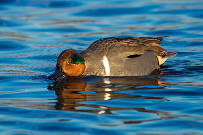 Duck swimming in lake