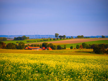 Scenic view of agricultural field against clear sky